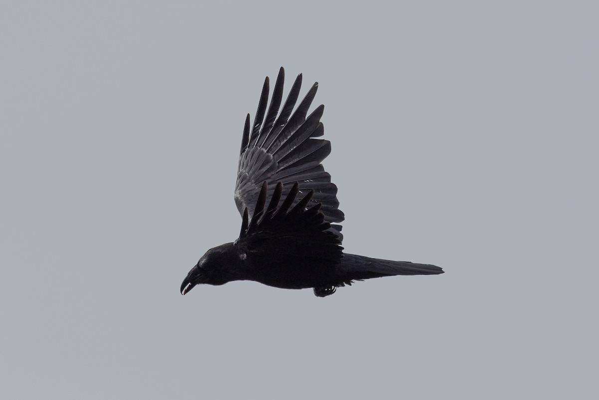 Common Raven - ML617210142