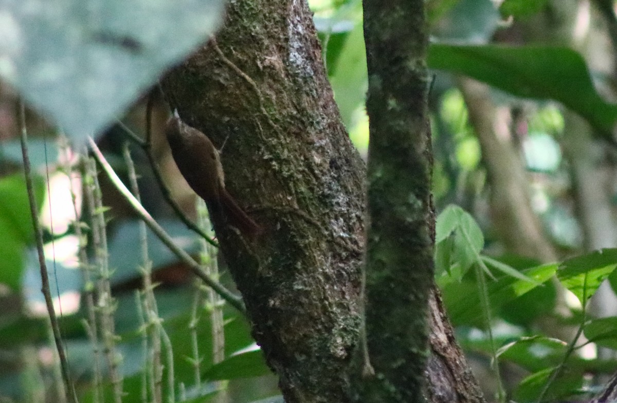 Wedge-billed Woodcreeper - ML617210153