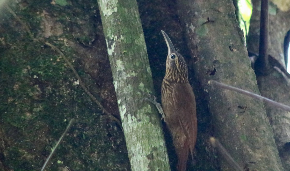 Cocoa Woodcreeper - Luis Hernánadez(@Birdsbyluishernandez)