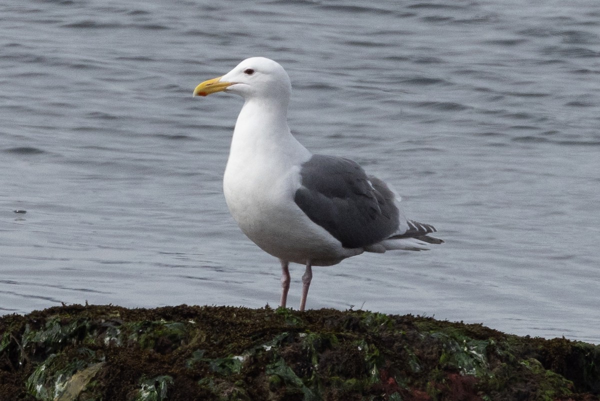 Western x Glaucous-winged Gull (hybrid) - ML617210181