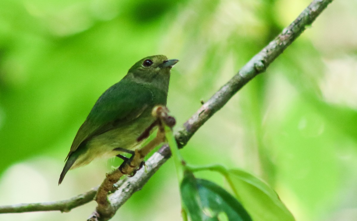 Velvety Manakin - ML617210184