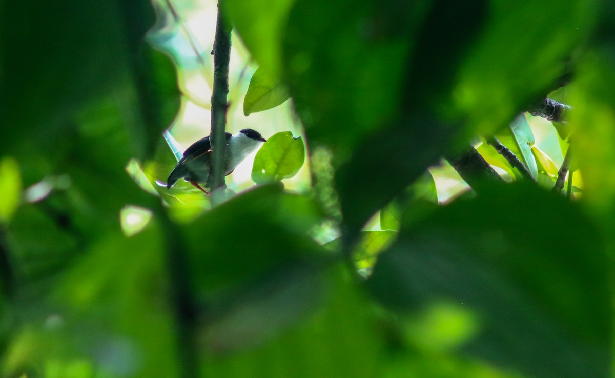 White-bearded Manakin - Luis Hernánadez(@Birdsbyluishernandez)