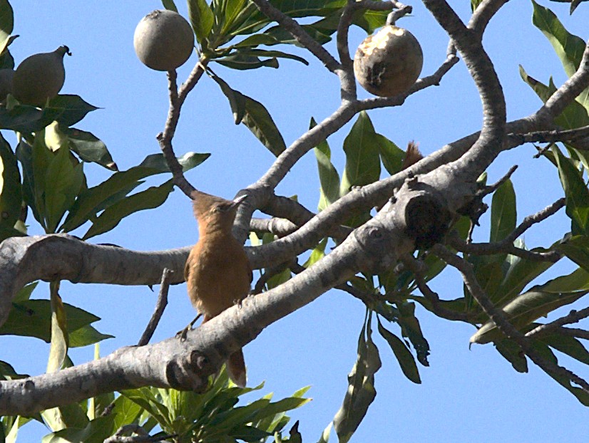 Caatinga Cacholote - ML617210195