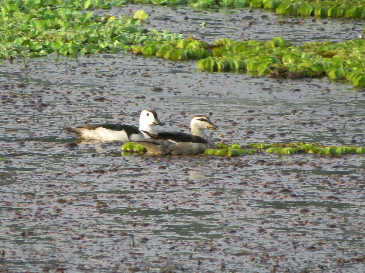 Cotton Pygmy-Goose - ML617210265