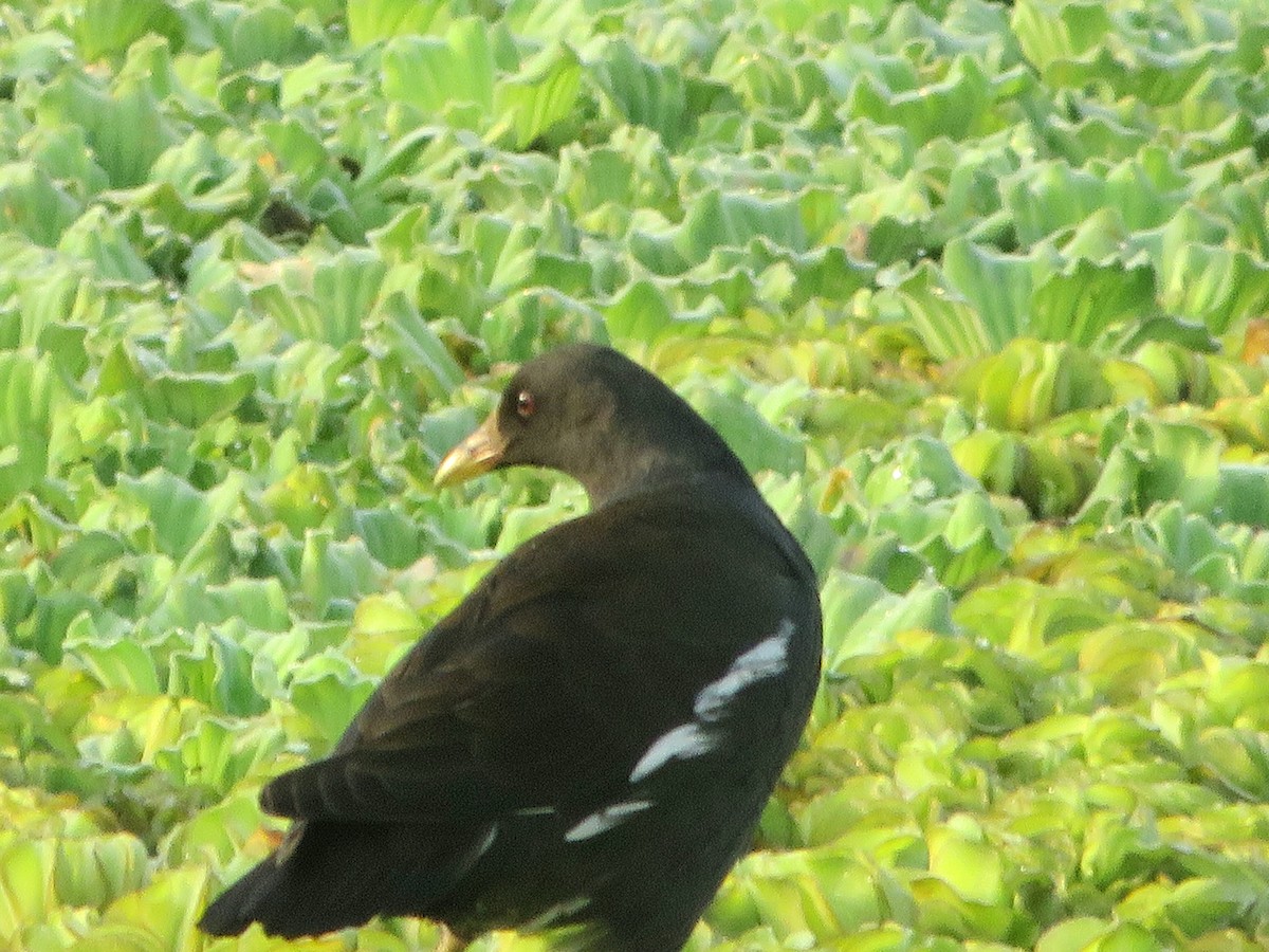 Хажилгат түнжүүр - ML617210293