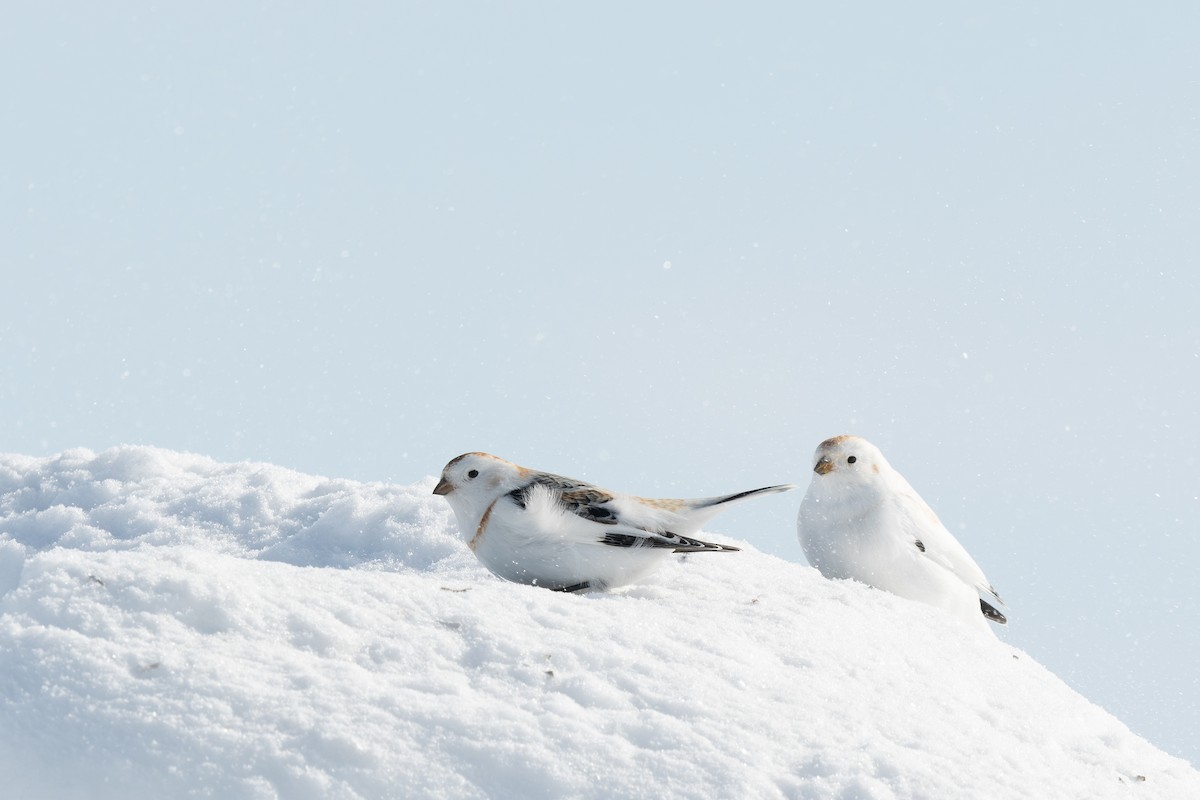 Snow Bunting - Steve Heinl