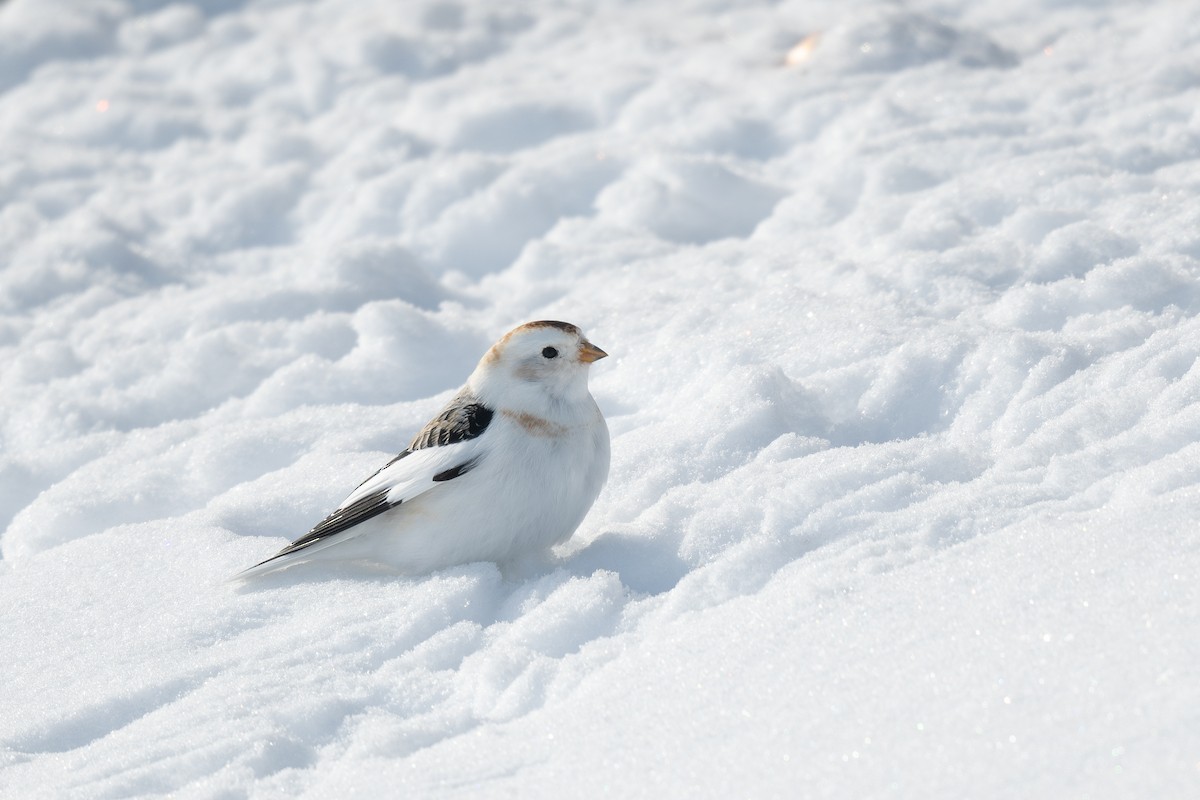 Snow Bunting - Steve Heinl