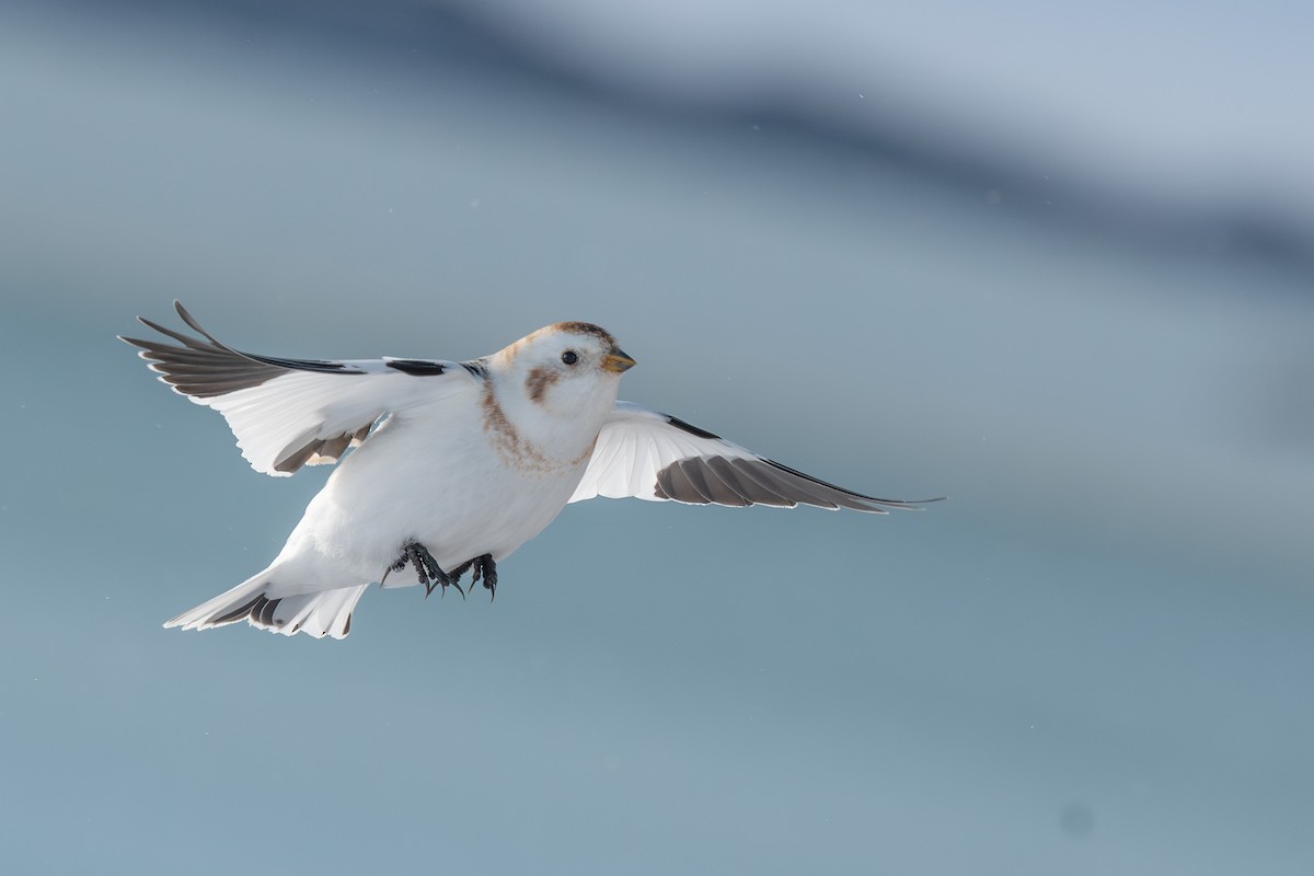 Snow Bunting - Steve Heinl