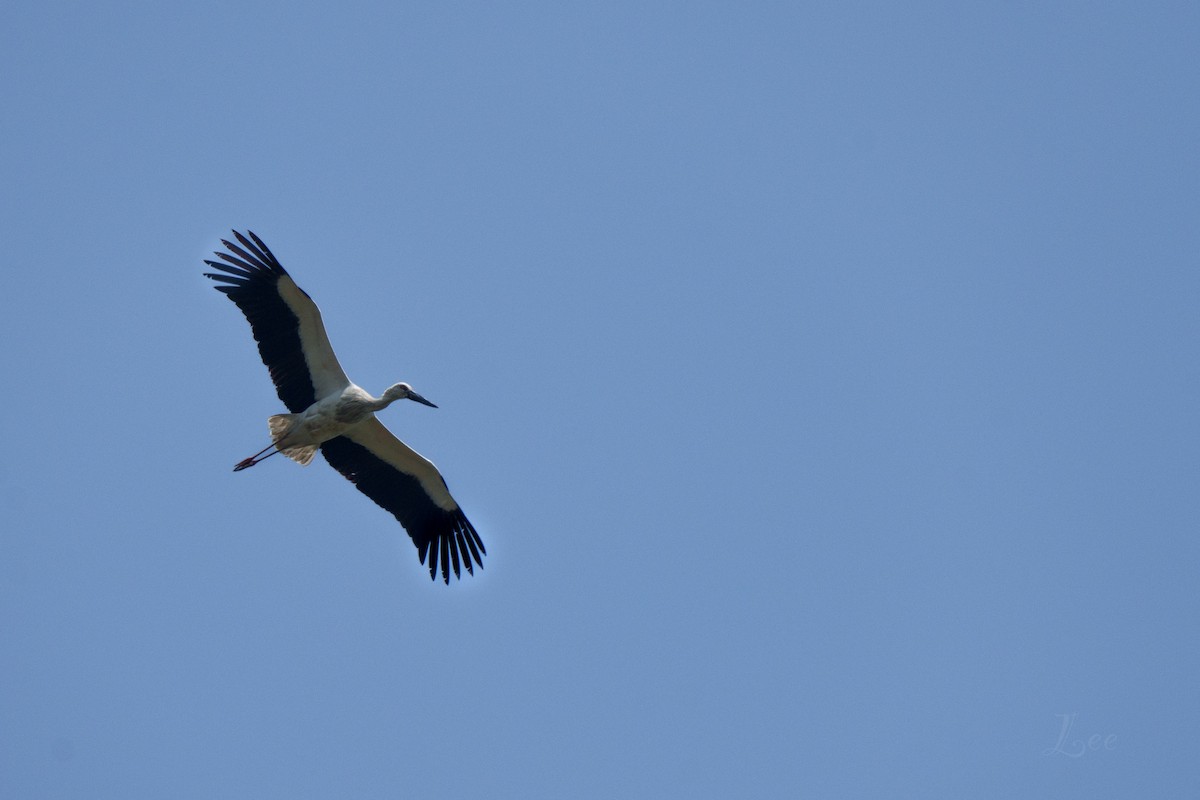 Oriental Stork - Anonymous