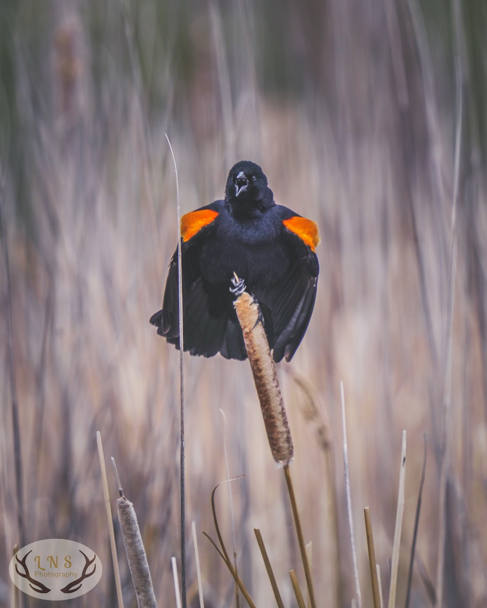 Red-winged Blackbird - ML617210307