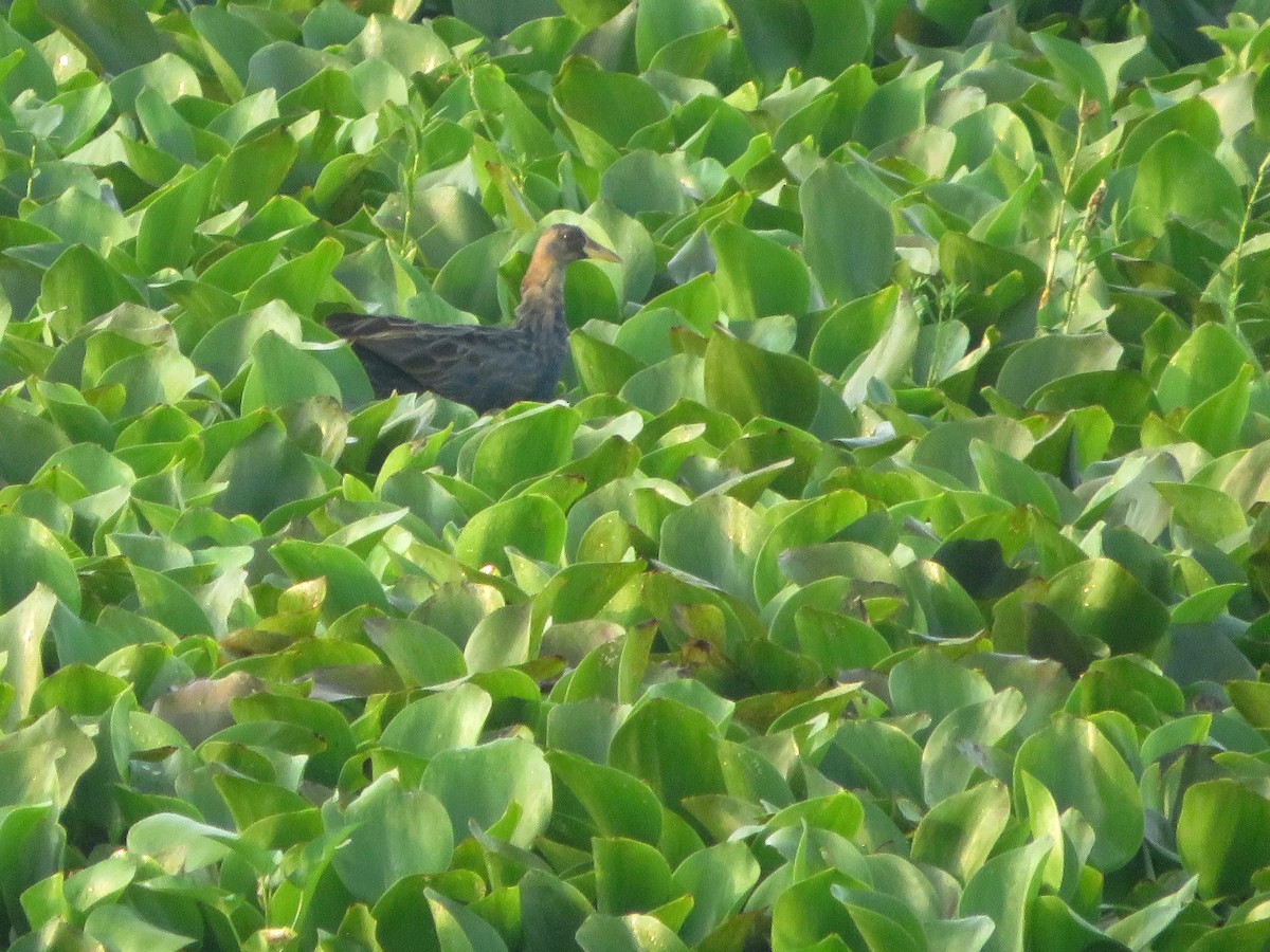 Watercock - ML617210311