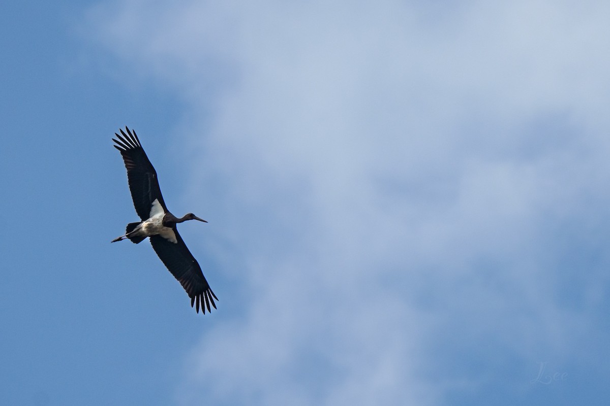 Black Stork - Anonymous