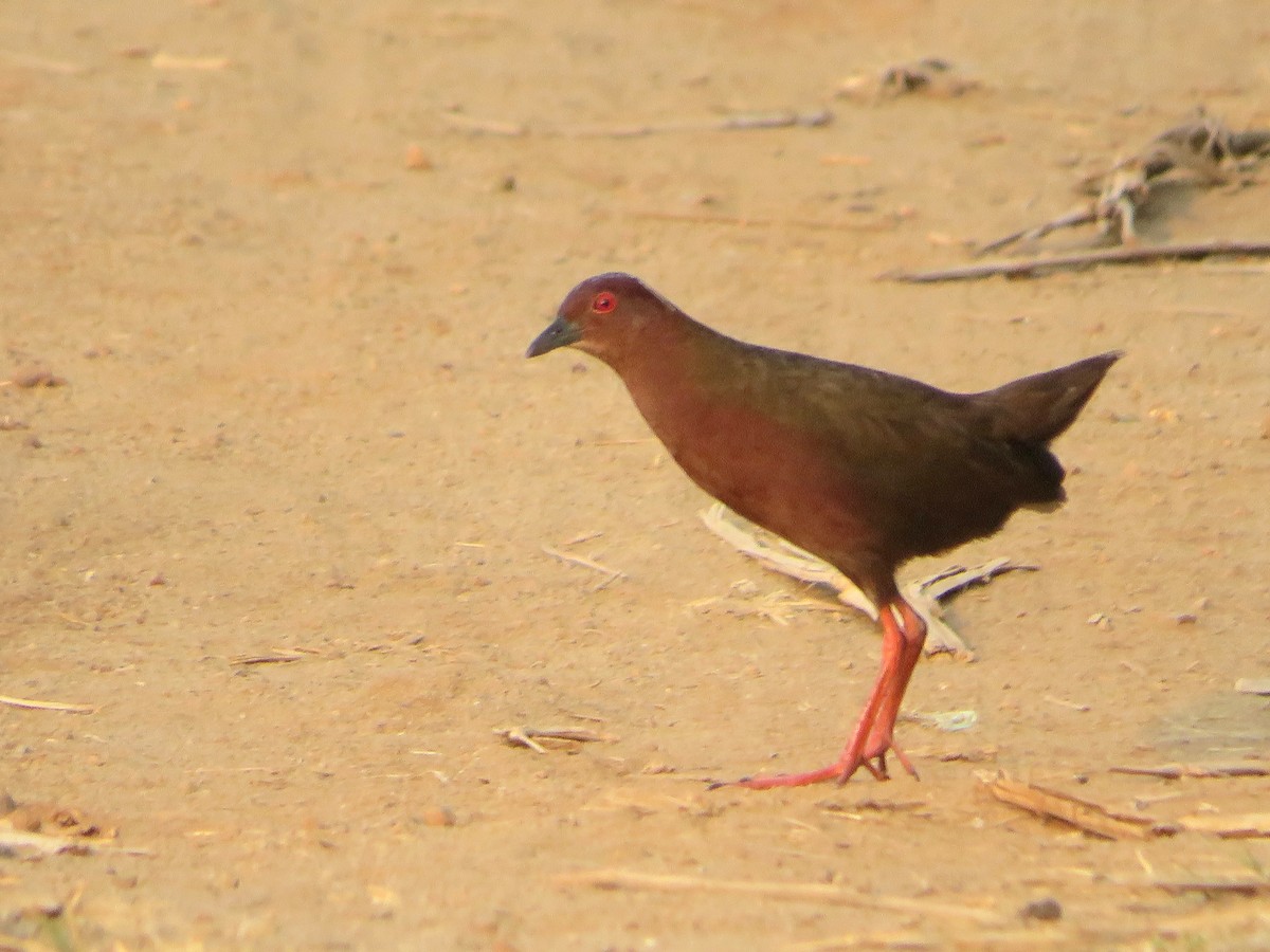Ruddy-breasted Crake - ML617210326