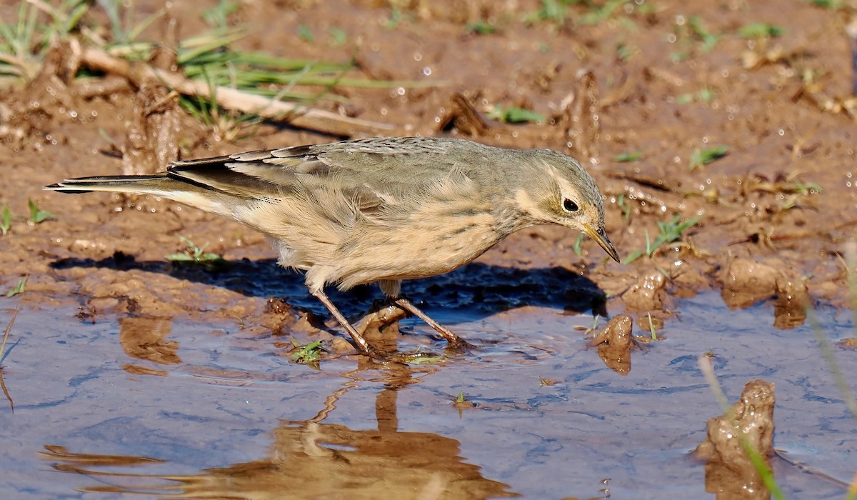 Pipit d'Amérique - ML617210343