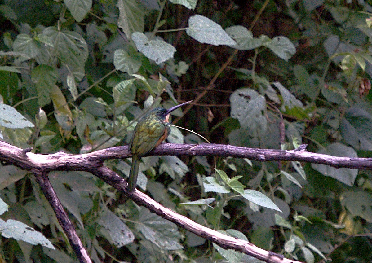 Rufous-tailed Jacamar - ML617210345