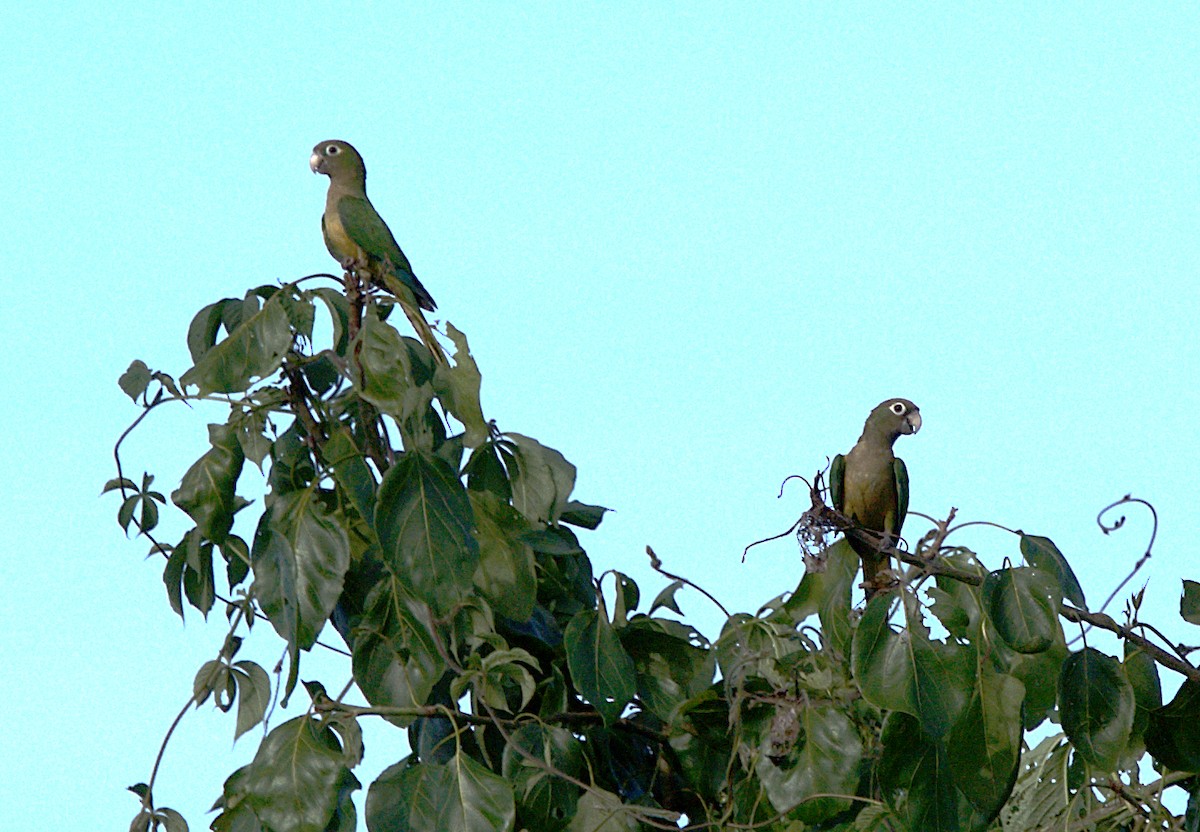 Cactus Parakeet - Patrícia Hanate