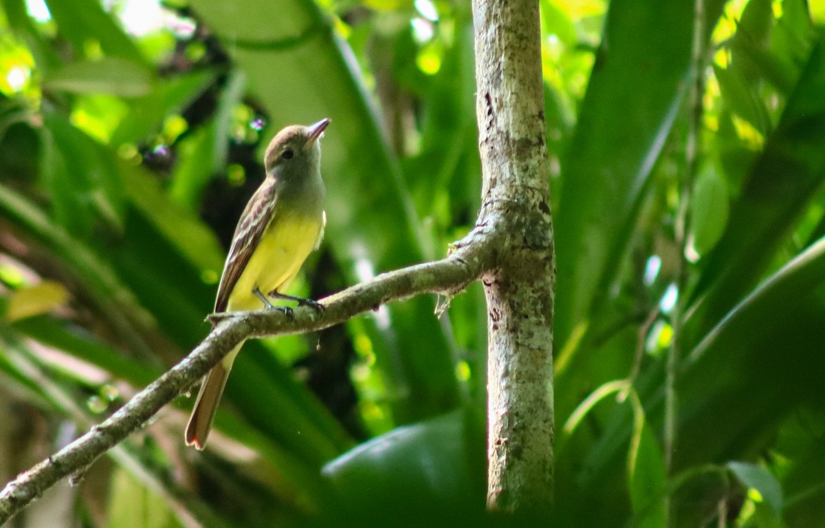 Panama Flycatcher - Luis Hernánadez(@Birdsbyluishernandez)