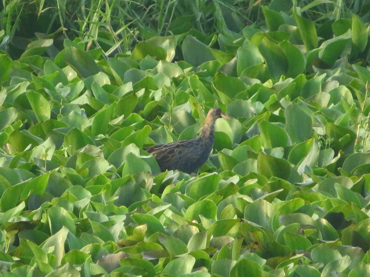 Watercock - ML617210366