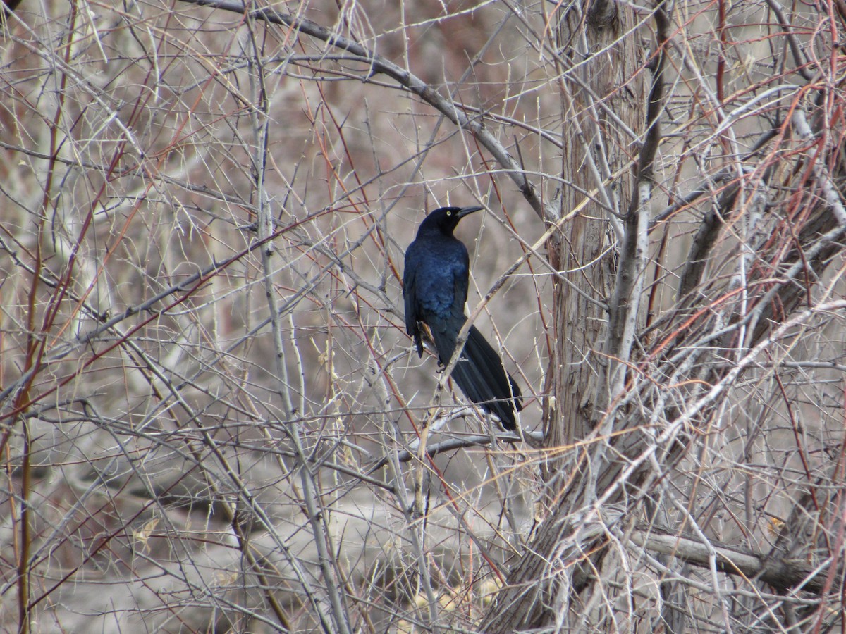 Great-tailed Grackle - ML617210379