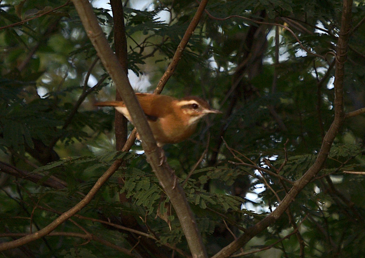 Pale-legged Hornero - Patrícia Hanate