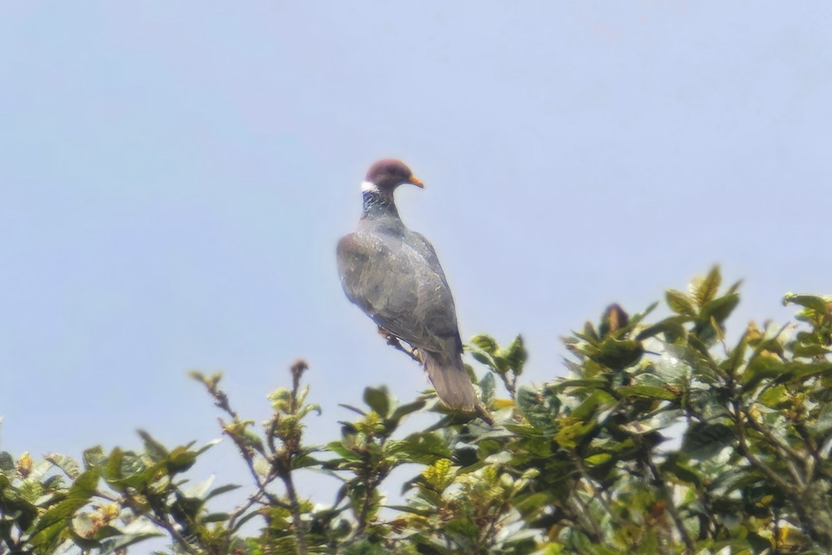 Band-tailed Pigeon - ML617210387