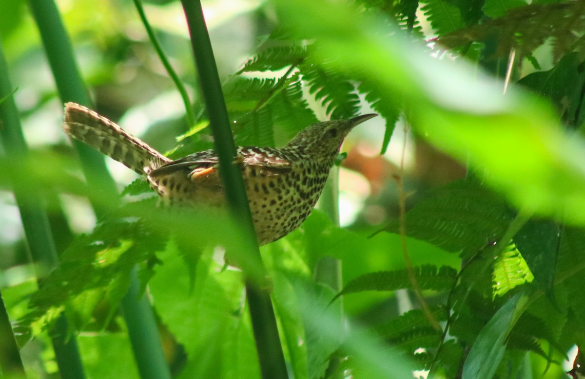 Band-backed Wren - ML617210390