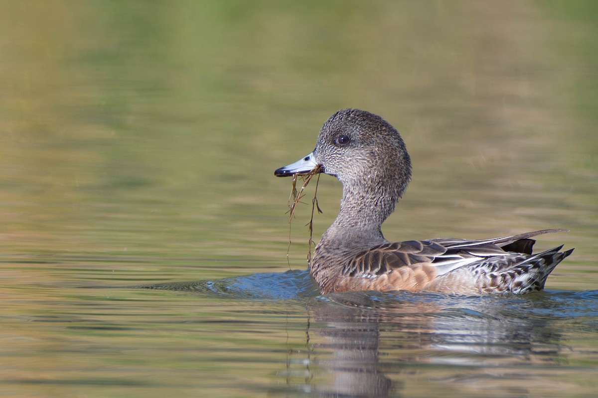 American Wigeon - ML617210393