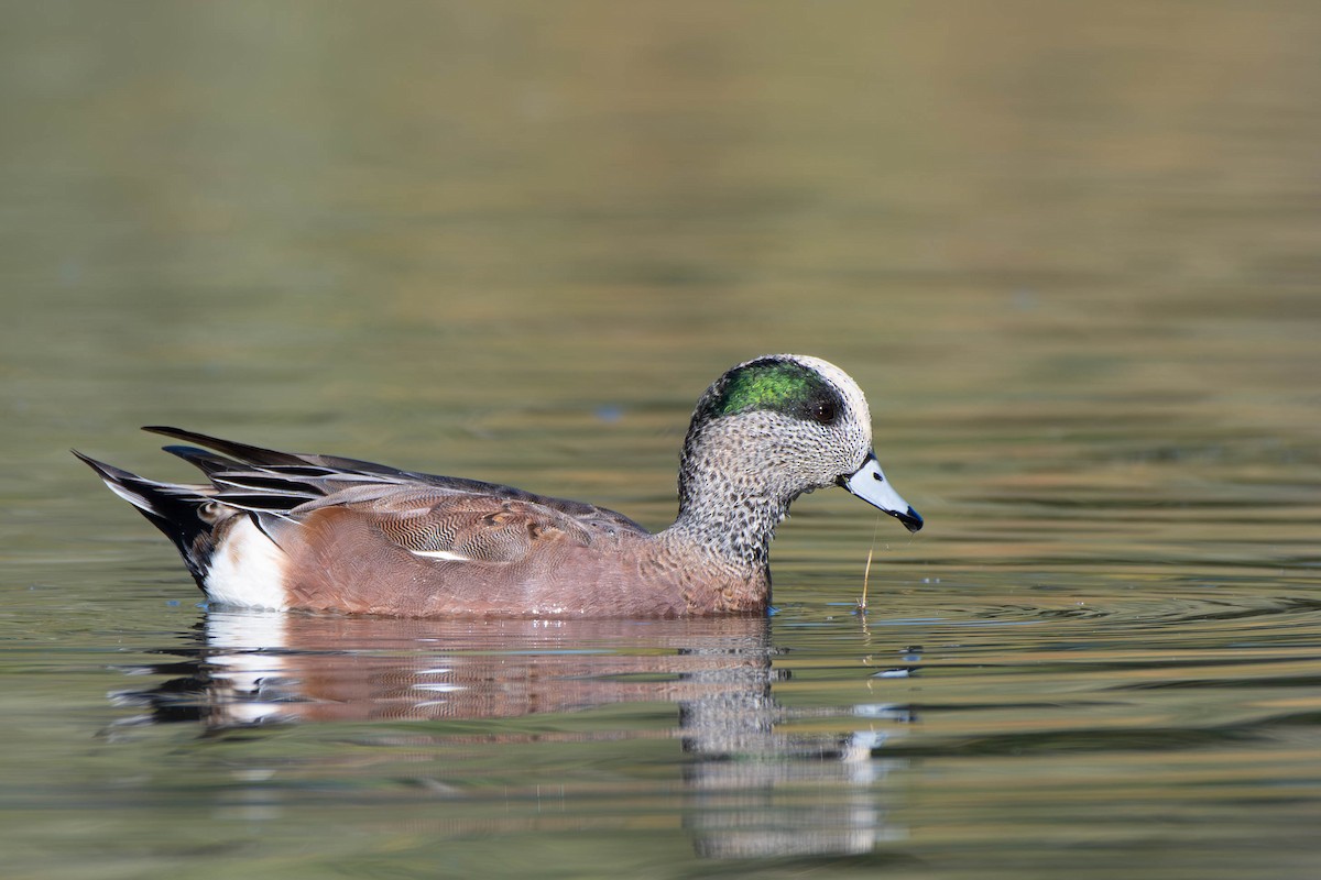 American Wigeon - ML617210394