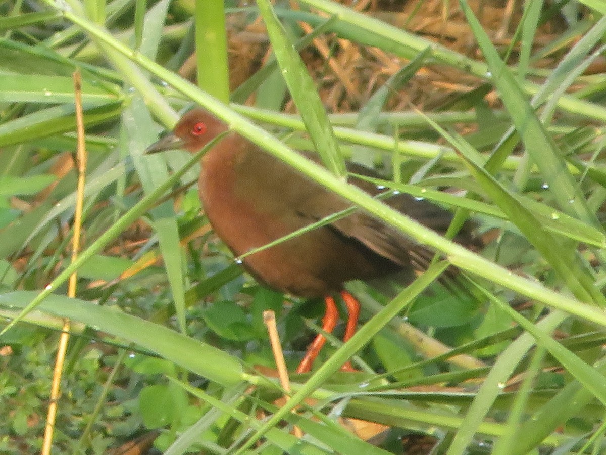 Ruddy-breasted Crake - ML617210396
