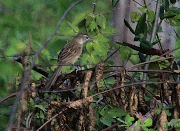 Chotoy Spinetail - ML617210400