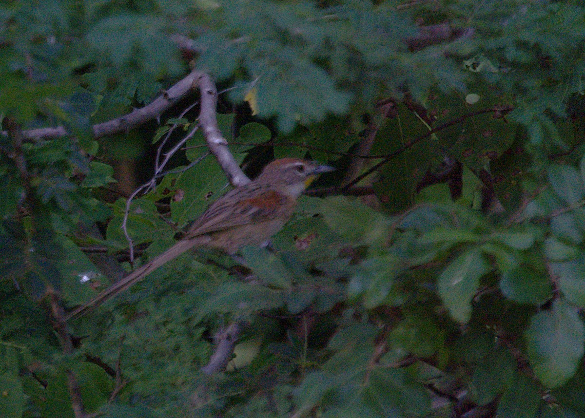 Chotoy Spinetail - Patrícia Hanate