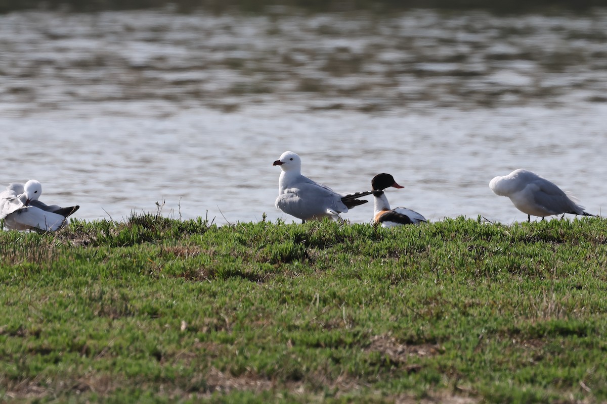 racek zelenonohý - ML617210405