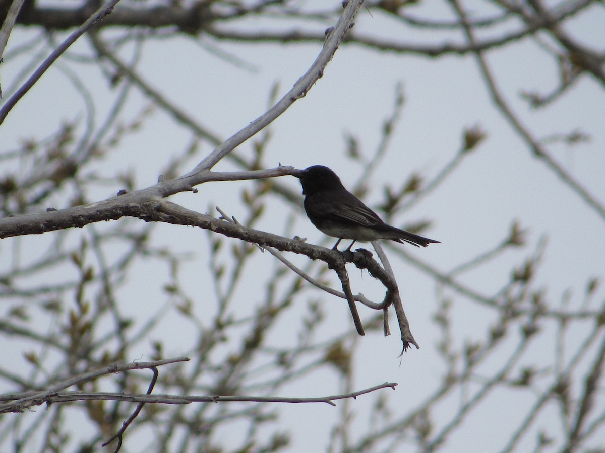 Black Phoebe - ML617210411