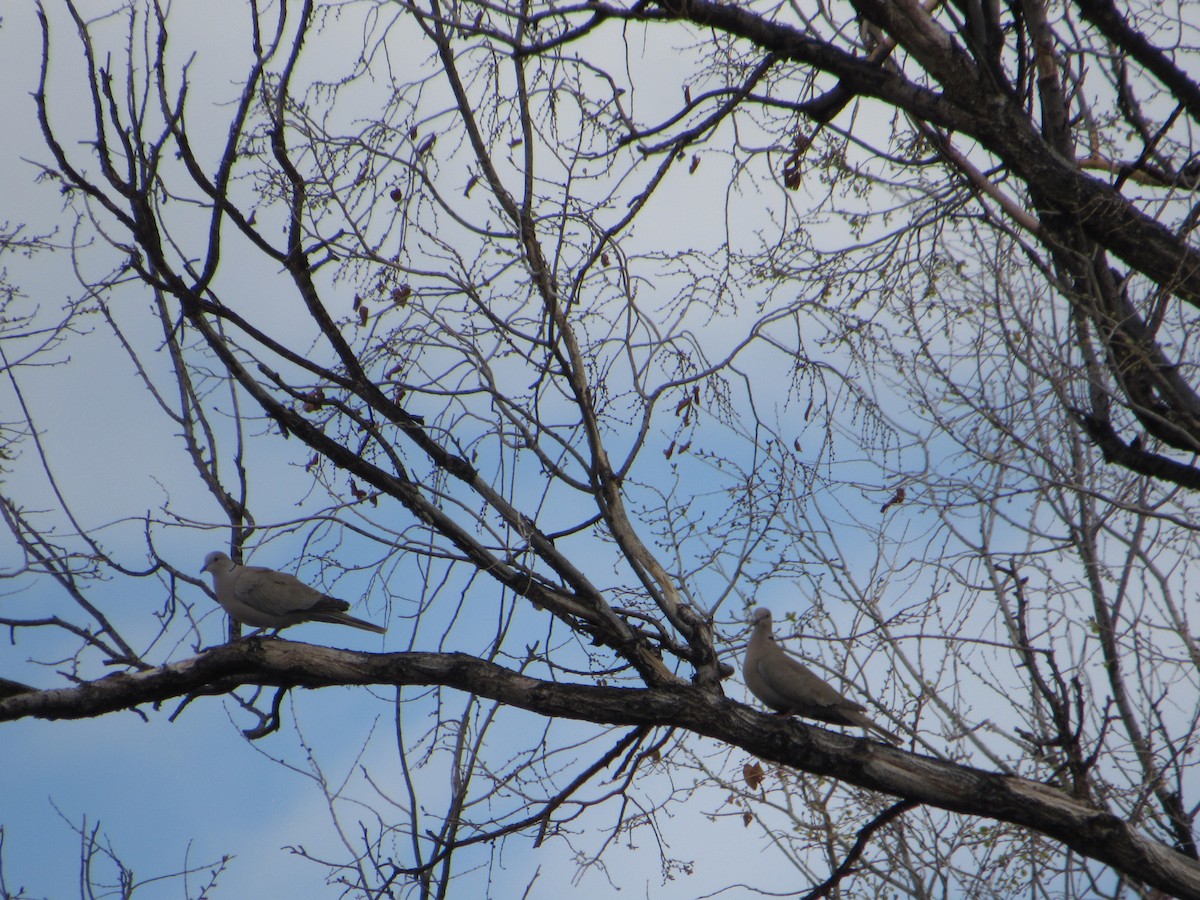 Eurasian Collared-Dove - ML617210420