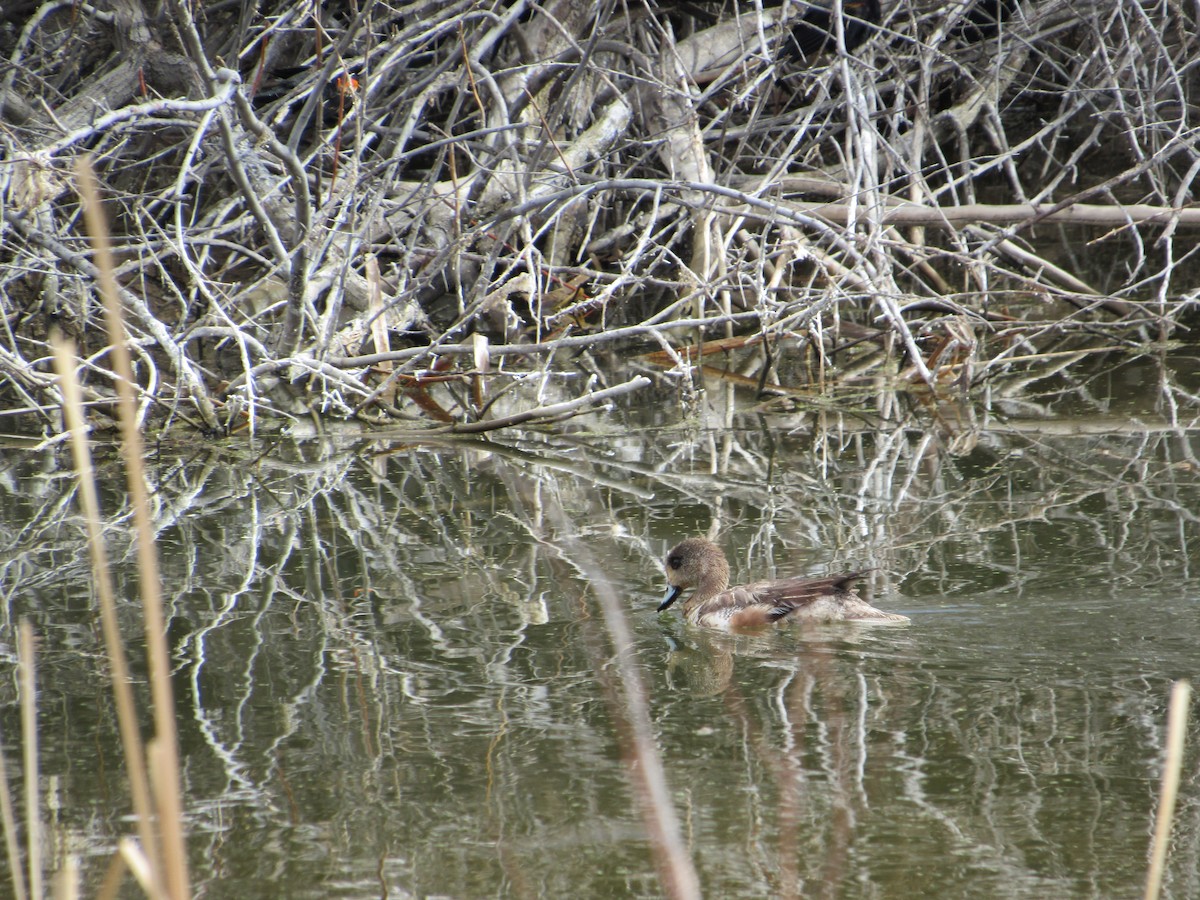 American Wigeon - ML617210432