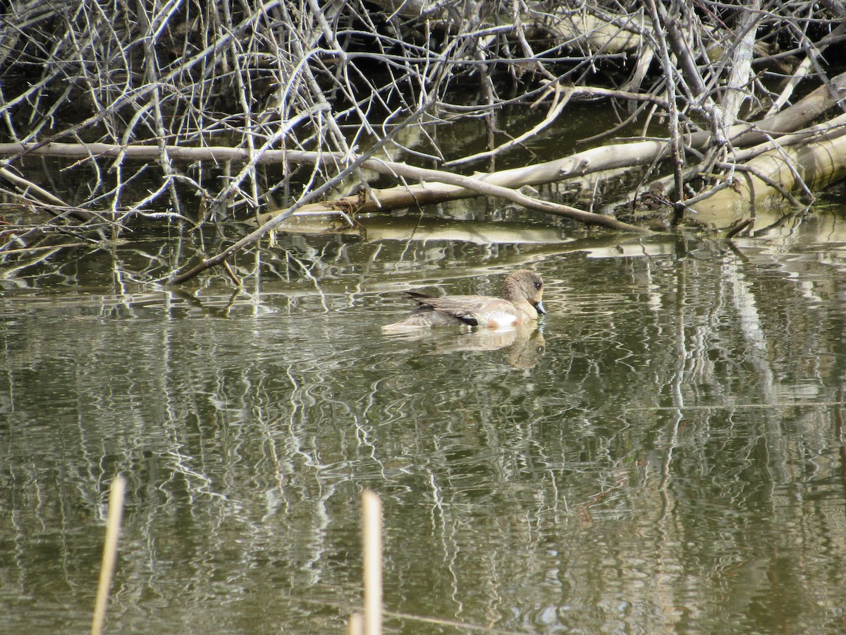 American Wigeon - ML617210433