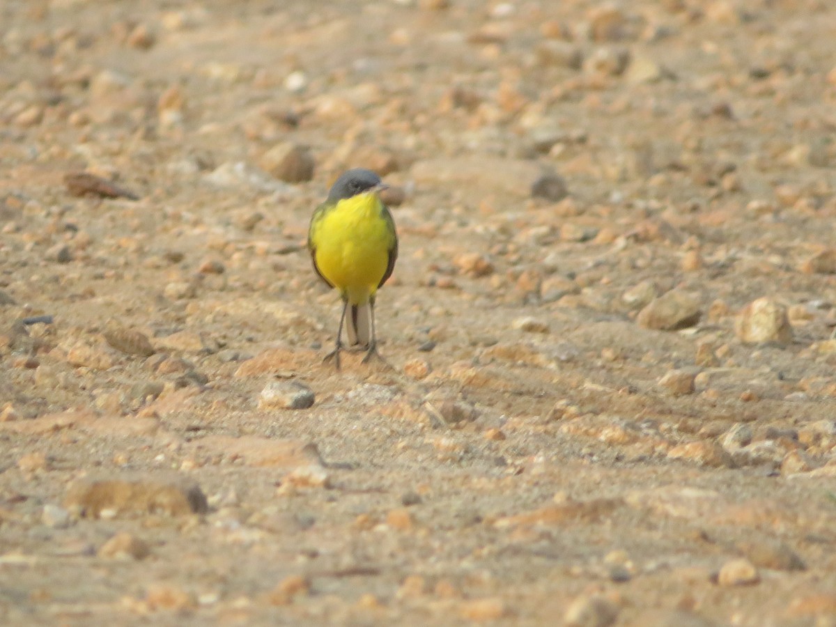 Өрнийн шар цэгцгий - ML617210443