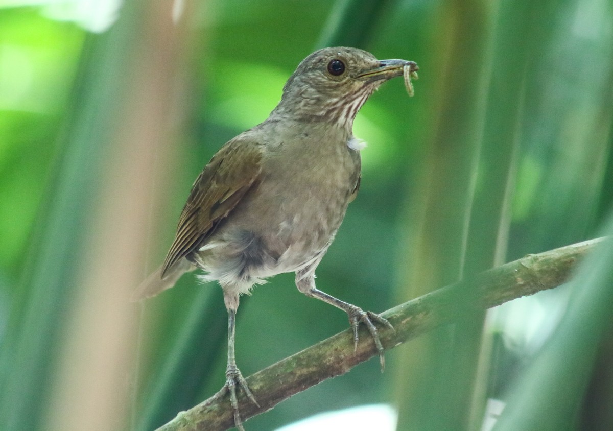 Pale-breasted Thrush - Luis Hernánadez(@Birdsbyluishernandez)