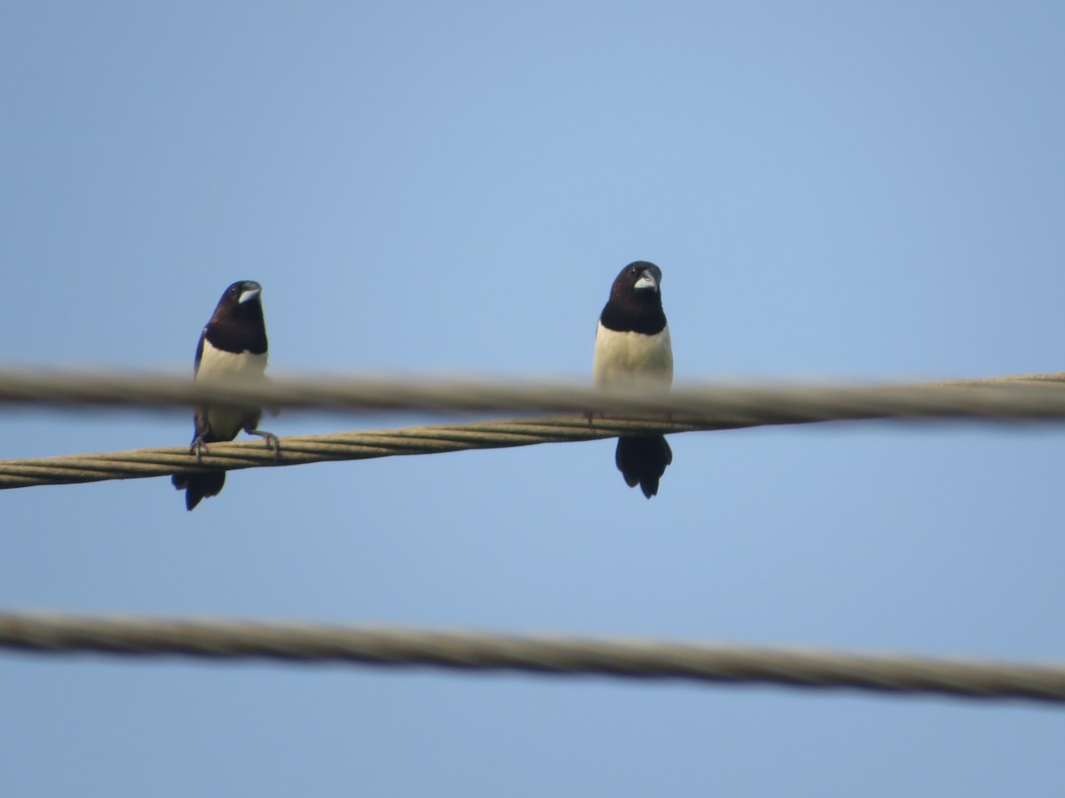 White-rumped Munia - ML617210455