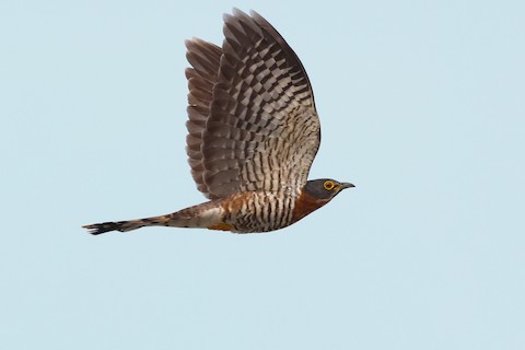 Large Hawk-Cuckoo - Hierococcyx sparverioides - Media Search