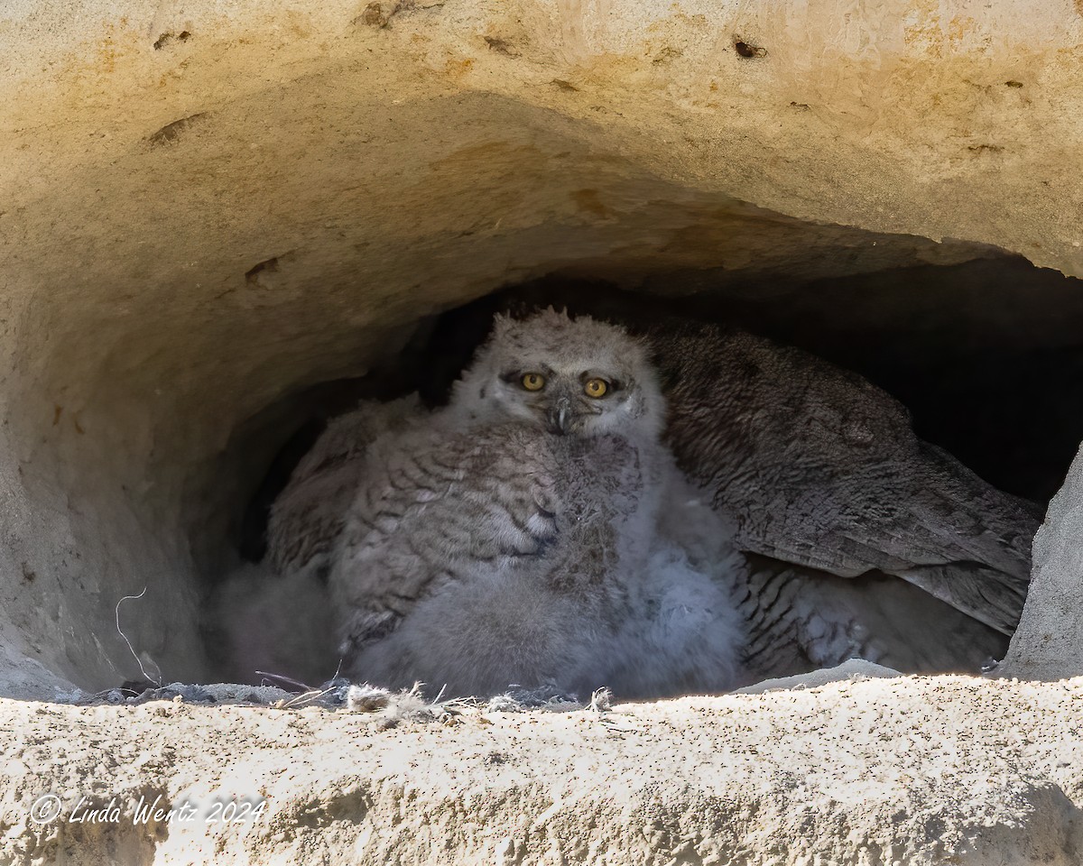 Great Horned Owl - ML617210490