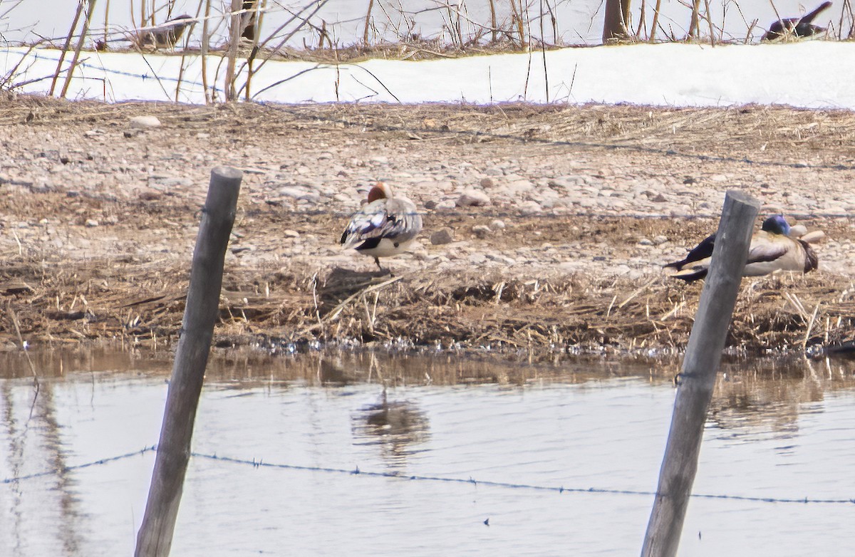 Eurasian Wigeon - ML617210509