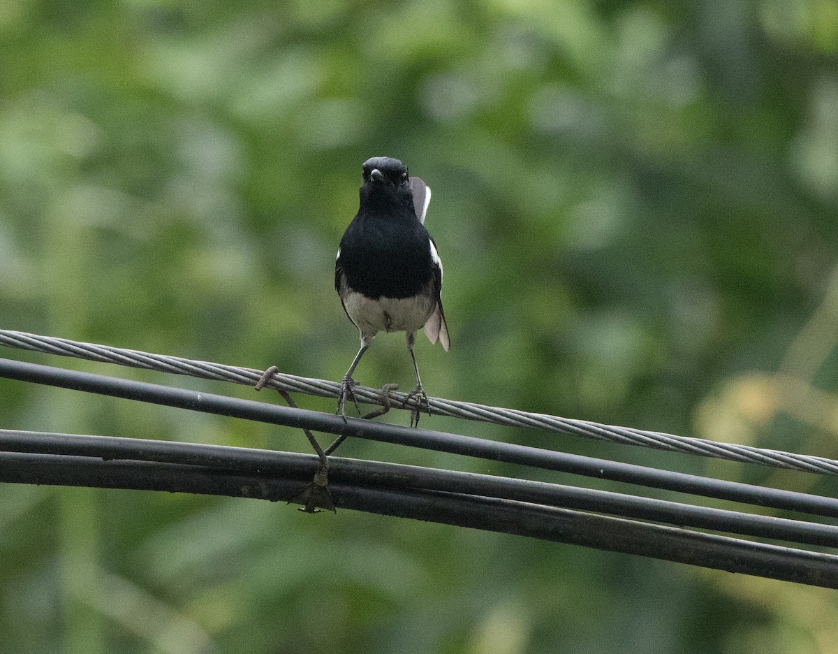 Oriental Magpie-Robin - ML61721051