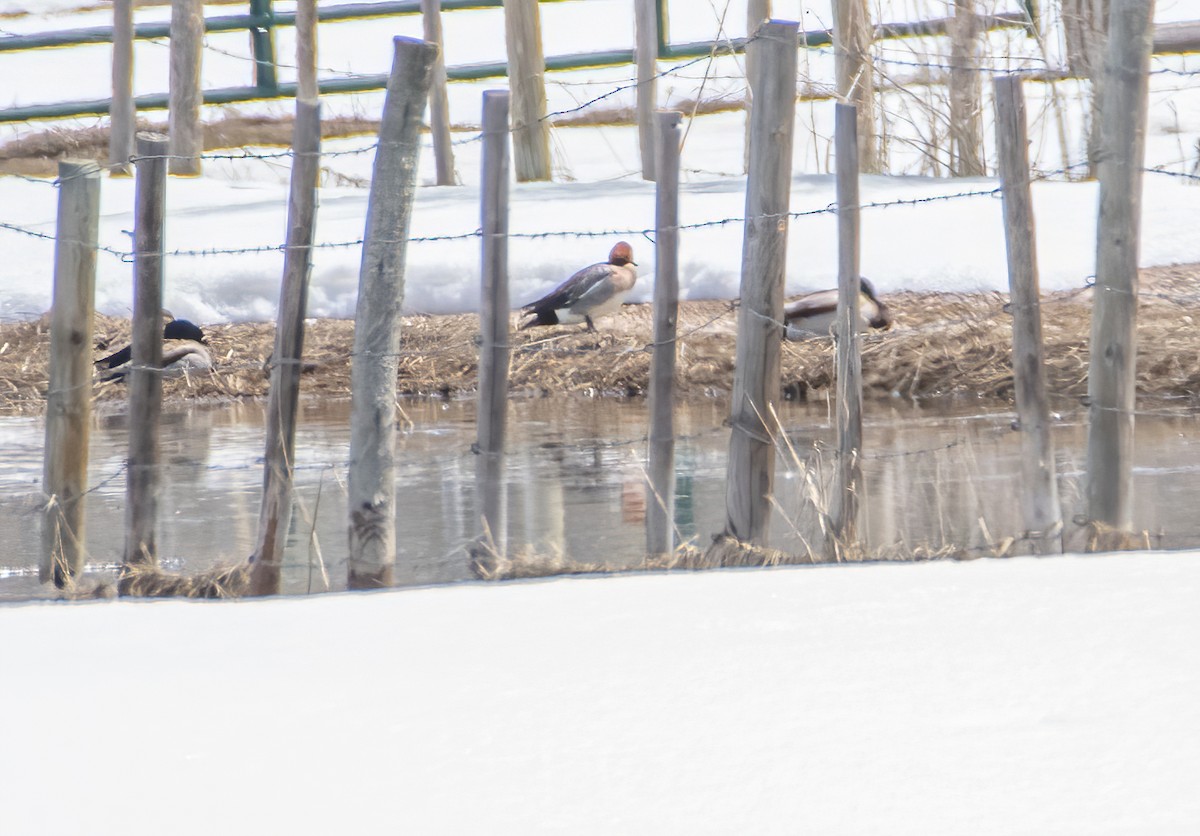 Eurasian Wigeon - ML617210510