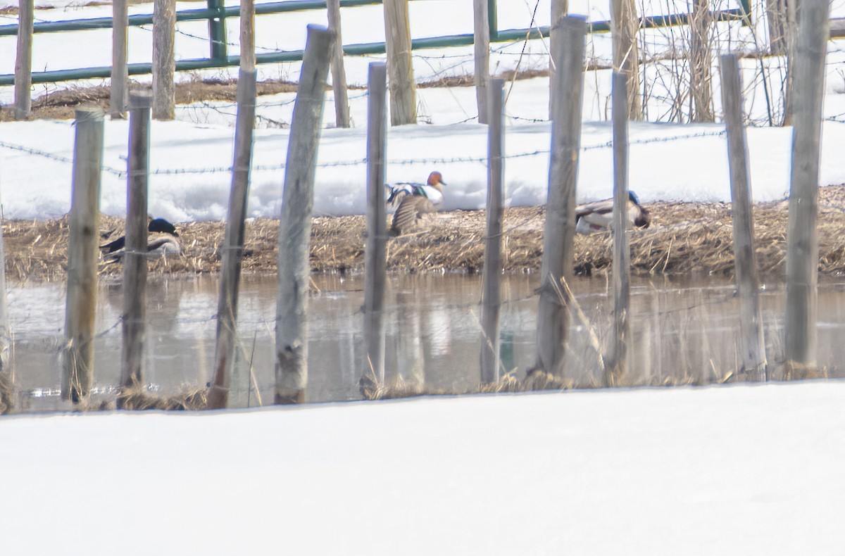 Eurasian Wigeon - ML617210511