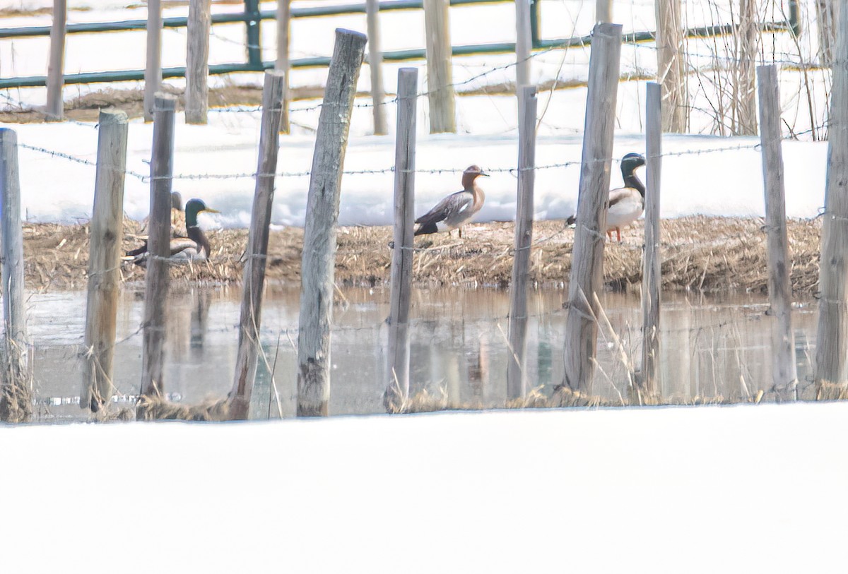 Eurasian Wigeon - ML617210512