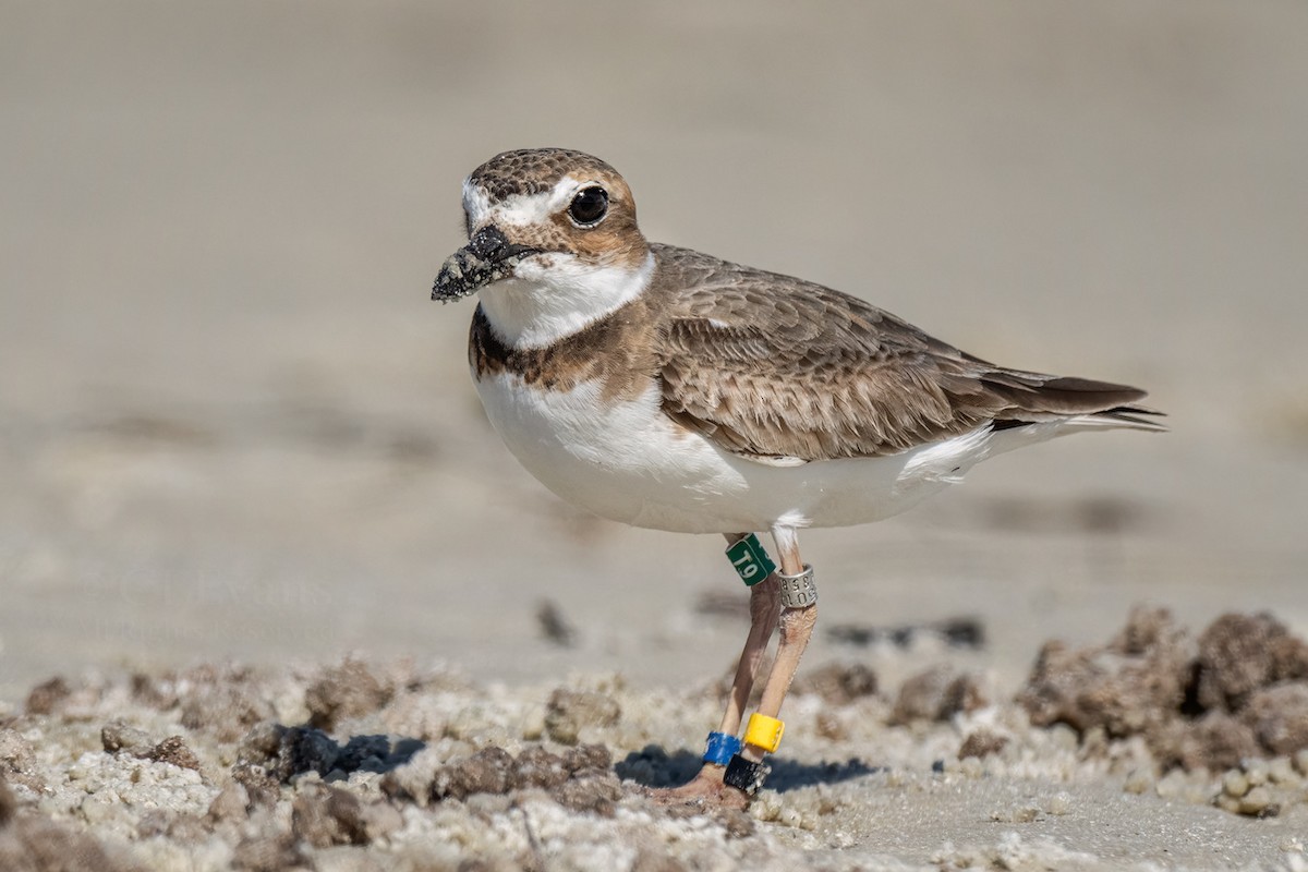 Wilson's Plover - ML617210530