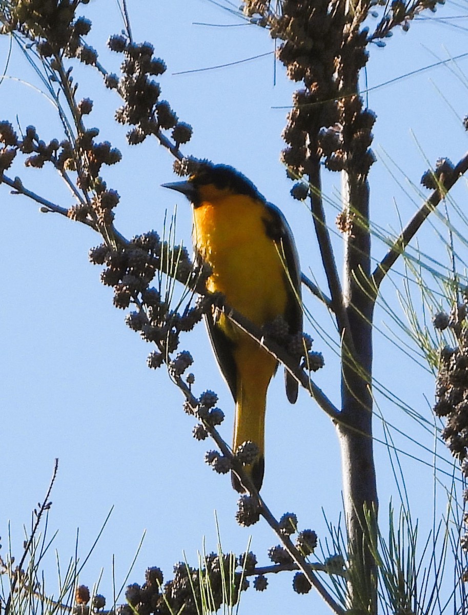 Black-backed Oriole - Guadalupe Esquivel Uribe