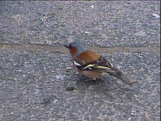 Common Chaffinch - ML617210553