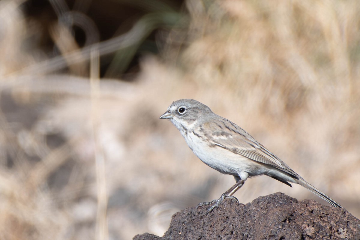 Sagebrush Sparrow - Kaleb Anderson